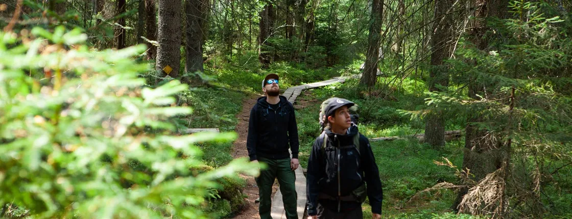 Full-Day Liesjärvi National Park Tour