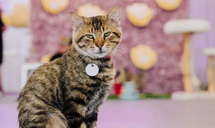 Ultimate cat experience at Austin's only cat cafe