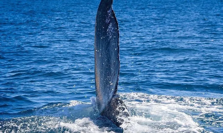 2 Hour City Tour and Whale Watching