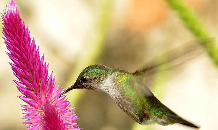 Private Birdwatching in Los Haitises National Park