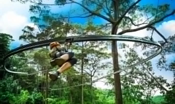 Jungle Flight Zipline Roller Coaster
