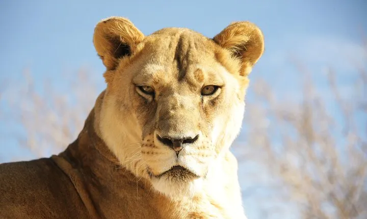 Lion Habitat Ranch Admission Ticket in Las Vegas