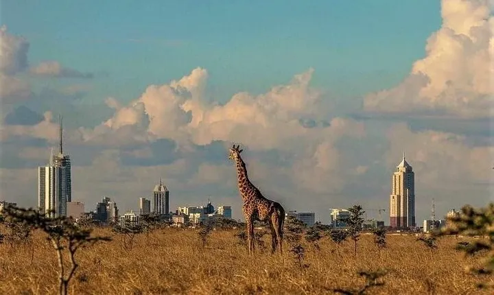 Giraffe Center and Nairobi National Park Tour
