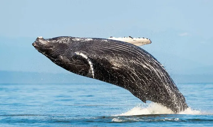 Huatulco Whale Watch Adventures