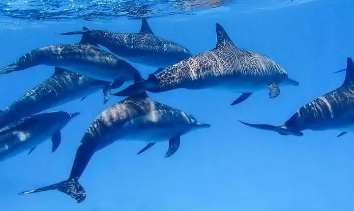 Snorkeling Safari in Mirissa