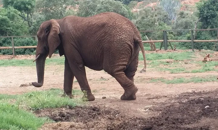 Enlightening Elephants And Monkeys Sanctuary Guided Day Tour