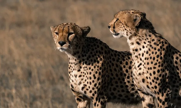 4 Days Tanzania Budget Safari