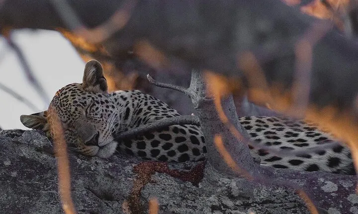 4 Days Group Camping Safari