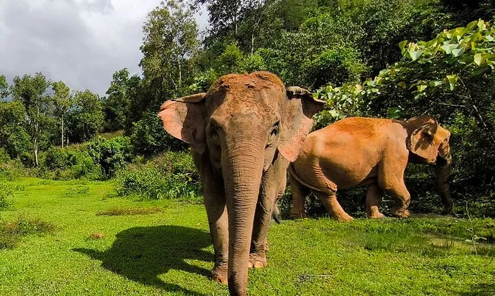Chiang Mai Elephant Sanctuary Observation and Bamboo Rafting