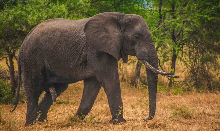 Day Safari Tour to Mikumi National Park