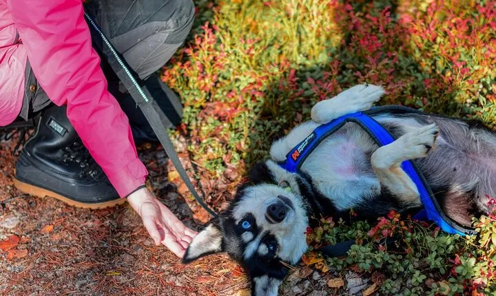 Rovaniemi Autumn Husky Safari & BBQ – 6‑10 km Self‑Drive