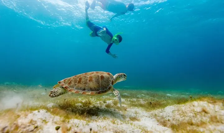 Private Akumal Adventure! Turtle Reef Encounter with Cenote Dive!