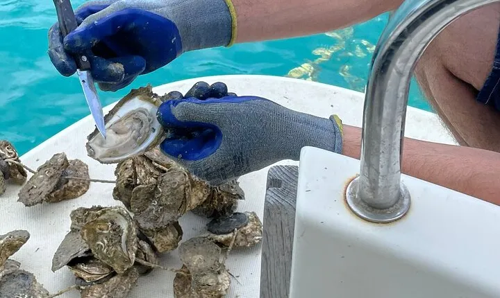 Ston Seafood & Pelješa Wine Boat Tour with Oysters and Mussels