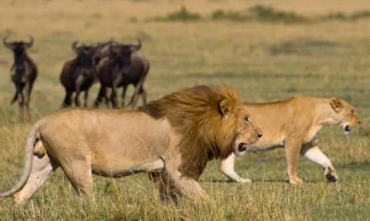 4 Days Safari Tour in Tanzania’s most Iconic Parks