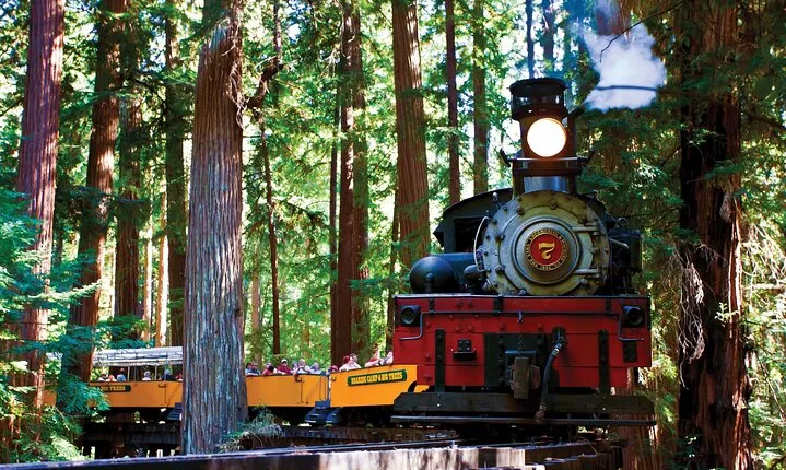 Redwood Forest, Santa Cruz Harbor 1-Day Trip from San Francisco