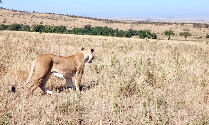 Lake Manyara, Serengeti and Ngorongoro crater 4 days safari from Arusha town