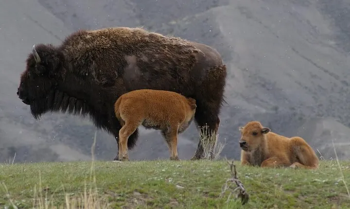 Upper Loop: Lamar Wildlife Safari | West Yellowstone | PRIVATE