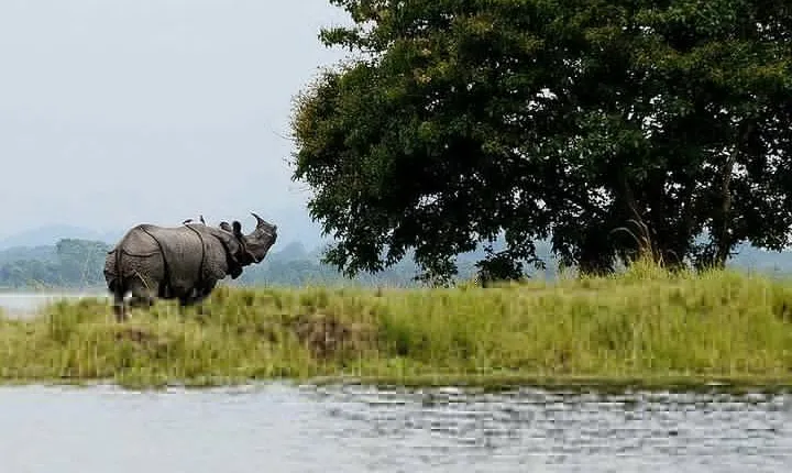 4D/3N Kaziranga safari special