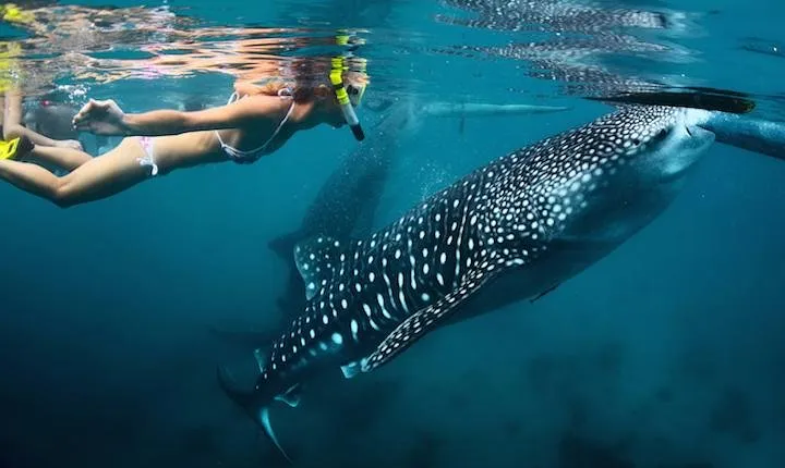 Whale-Shark Snorkeling Excursion to La Paz