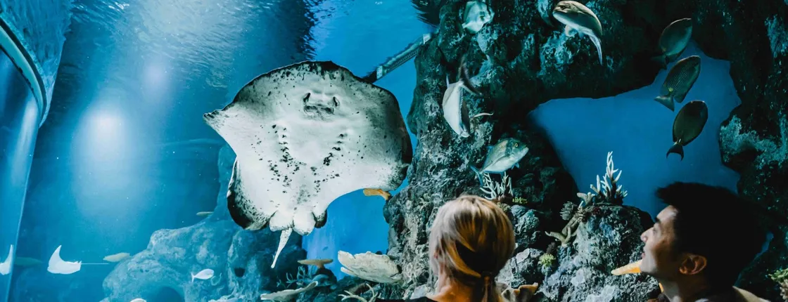 Cairns aquarium sunrise guided tour and entrance ticket