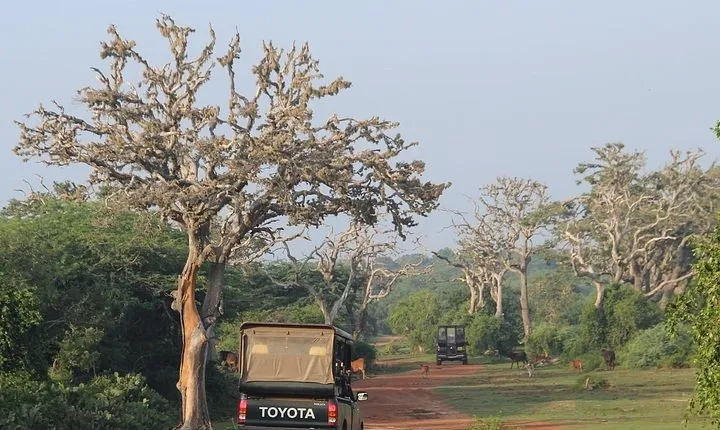 Bundala National Park Private Safari