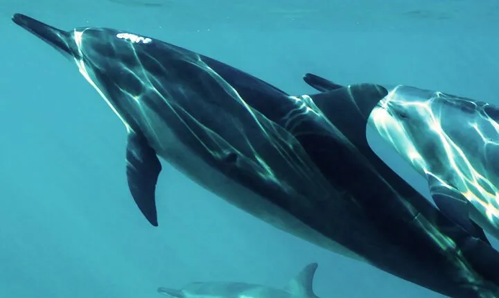 Oman Dolphin Watching Tours
