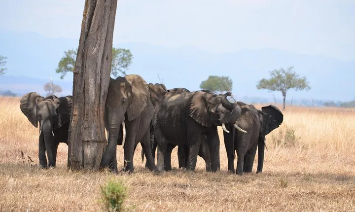 4 Day Serengeti & Ngorongoro Safari Wildlife Wonders of Tanzania