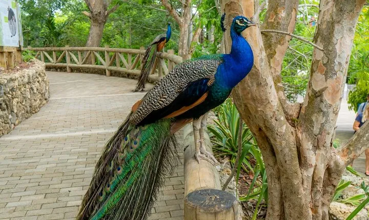 Guided tour of the National Aviary of Colombia and Baru Island
