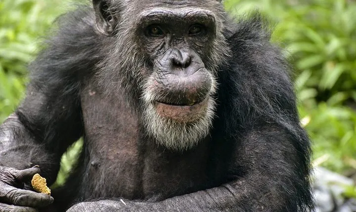 Gorilla, Chimpanzee and Murchison Falls Safari 10 Days/09 Nights