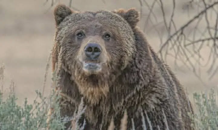 Yellowstone Full-Day Upper Loop with Wildlife Adventure w/Lunch