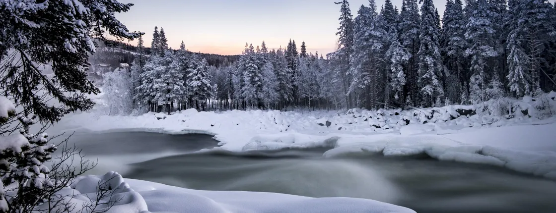 Guided winter nature tour in Storforsen