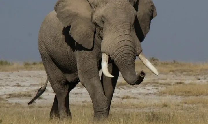 10 Days Migration Luxury Safari