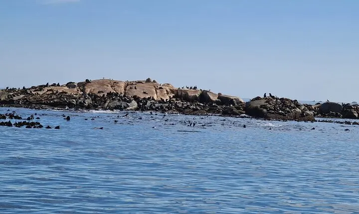 Hout Bay Tour Boat Trip to Seal Island and drive up Chapmans Peak
