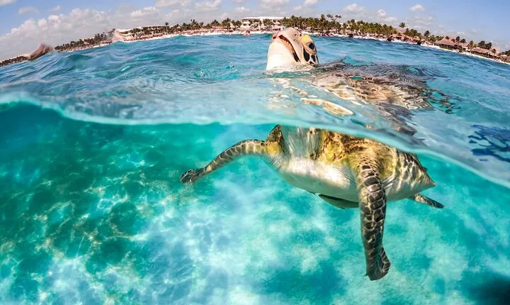 "Private Snorkeling with Turtles and Unforgettable Photos in Akumal"