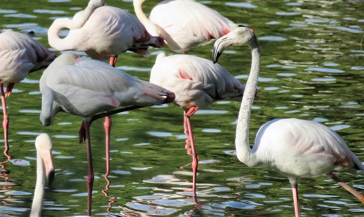 Donana National Park and El Rocío: Guided Tour from Seville