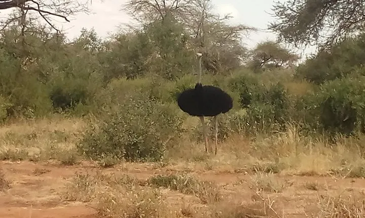 5 Days Safari to Samburu N/R, lake Nakuru N/P, Hells Gate N/P, Lake Naivasha.