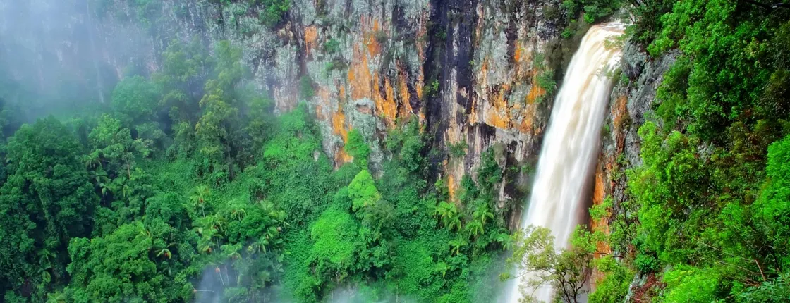 Natural Bridge and Springbrook tour
