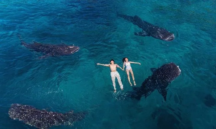 Whale Shark Watching & Tumalog Falls & Kawasan Falls
