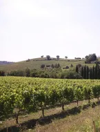 We Tuscany - Wine Tasting Country Cottage