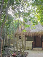 Aldea Maya-Ha Cabañas Con Cenotes