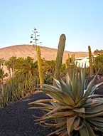 Melia Fuerteventura