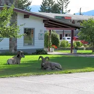 Mountain Springs Motel