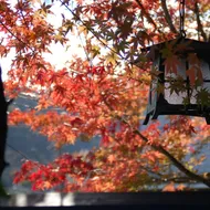 Komeya