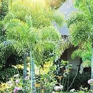 Summerfield Luxury Resort & Botanical Garden