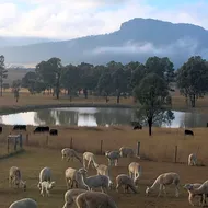 Starline Alpacas Farmstay Resort