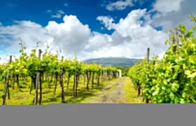 Mount Etna 4x4 wine-tasting tour with local lunch