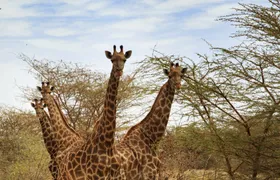 Bandia half-day safari from Saly or Somone