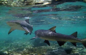 Sal lemon shark experience