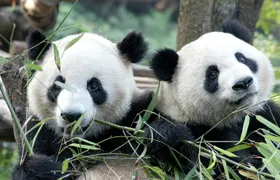 Private Half-Day Chengdu Panda Breeding Center Tour with Optional Volunteer