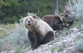 Grand Teton National Park - Full-Day Guided Tour from Jackson Hole